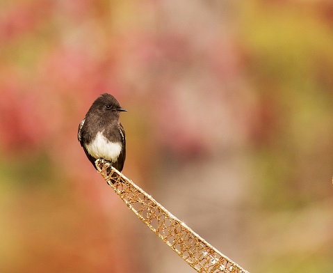 olive sided flycatcher reduced 2024